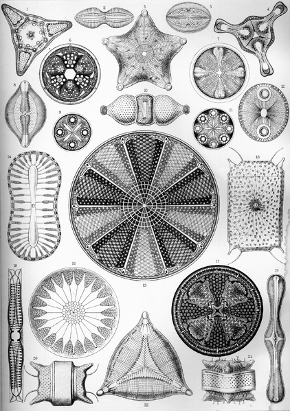 Datei:Haeckel-Kieselalgen.png